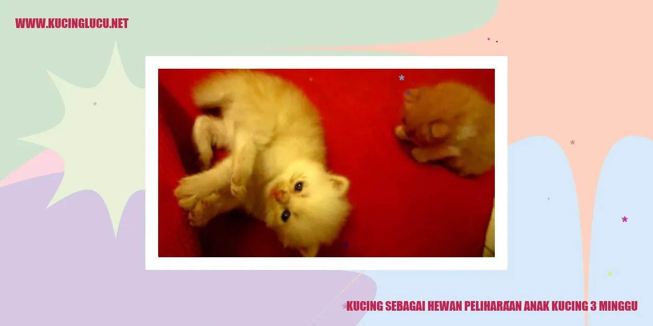 Anak kucing lucu