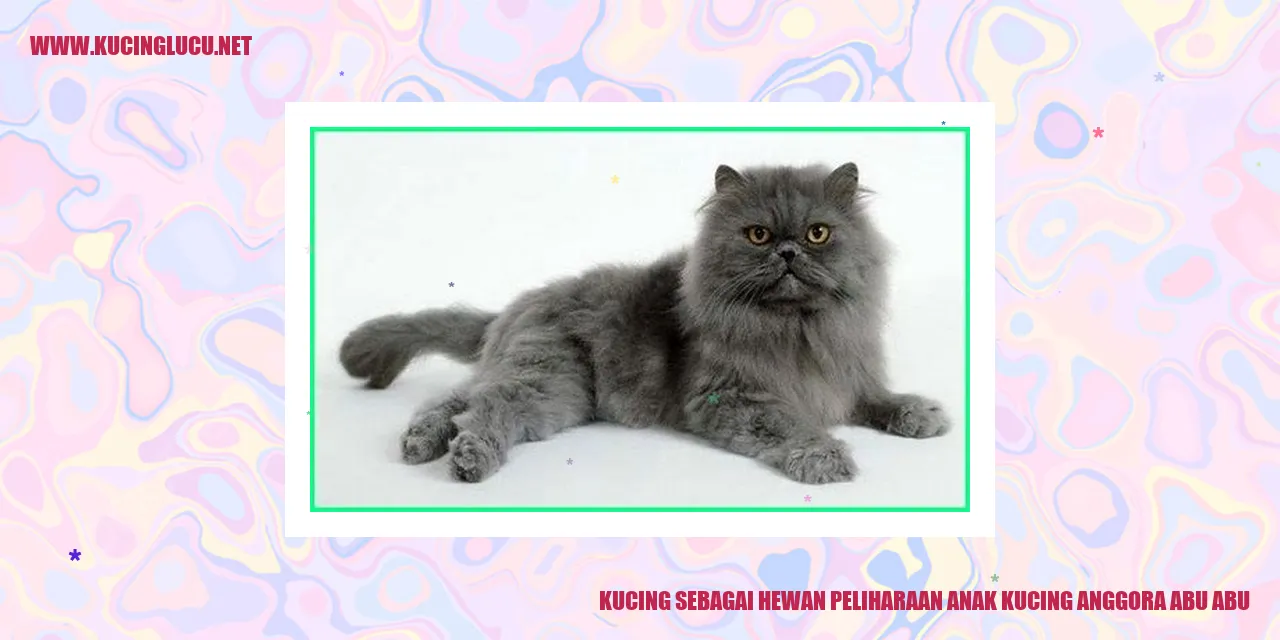 Anak kucing anggora abu abu yang menggemaskan
