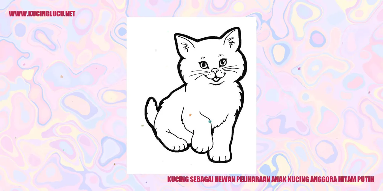 Anak kucing anggora hitam putih