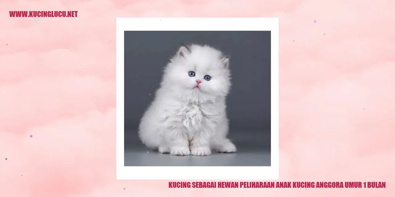 Gambar Kucing Anggora 1 Bulan