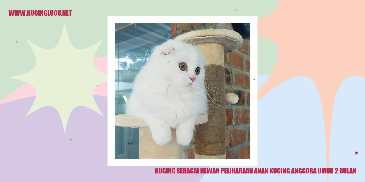 Kucing Anggora