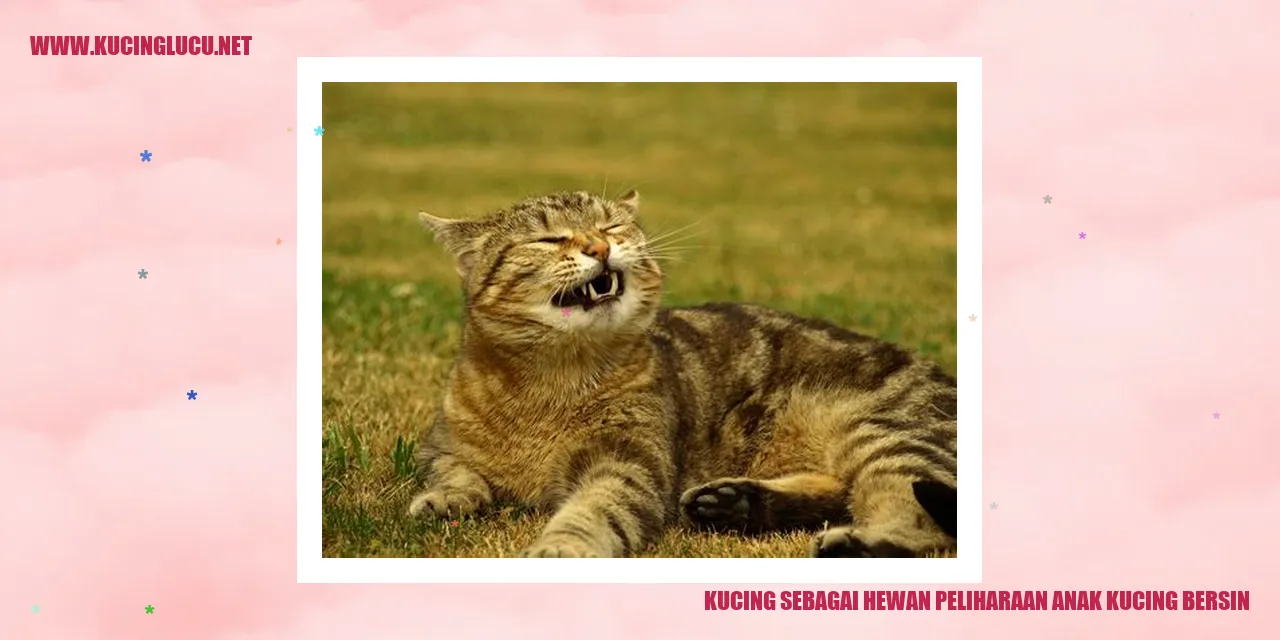 gambar kucing yang lucu