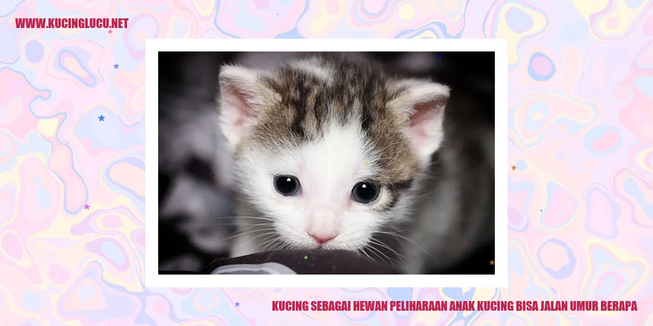 Kucing Anak
