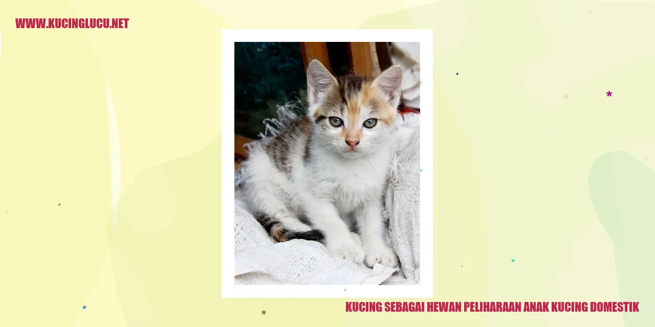gambar seekor anak kucing yang menggemaskan