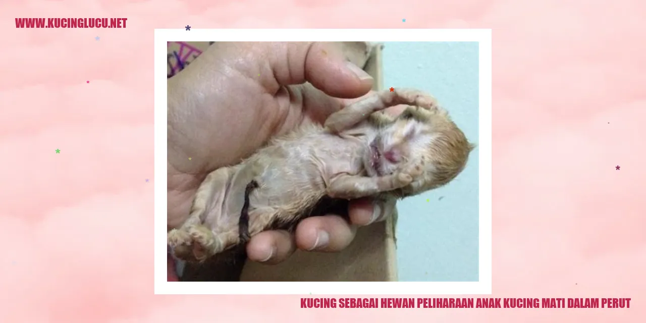 Kehilangan anak kucing dalam perut
