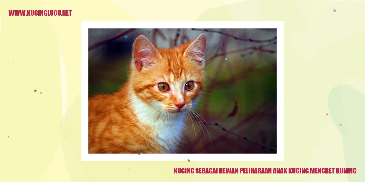 Anak kucing