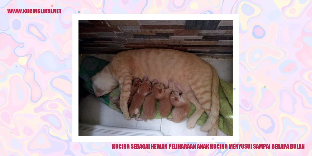 Anak Kucing Menyusui