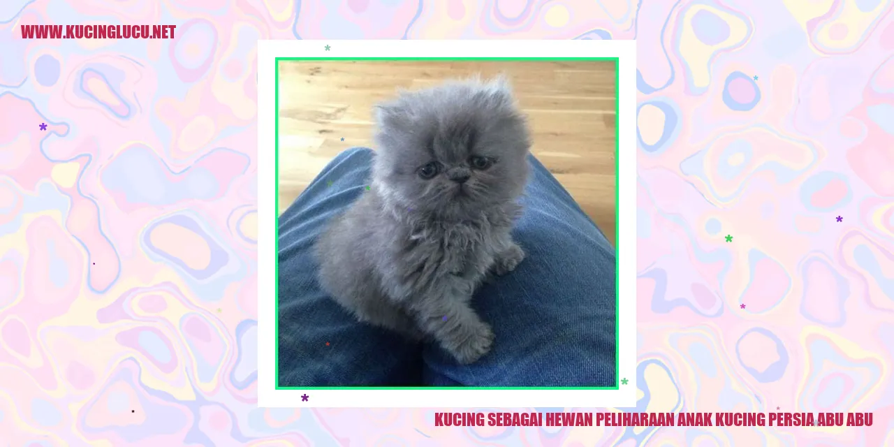 anak kucing persia abu abu
