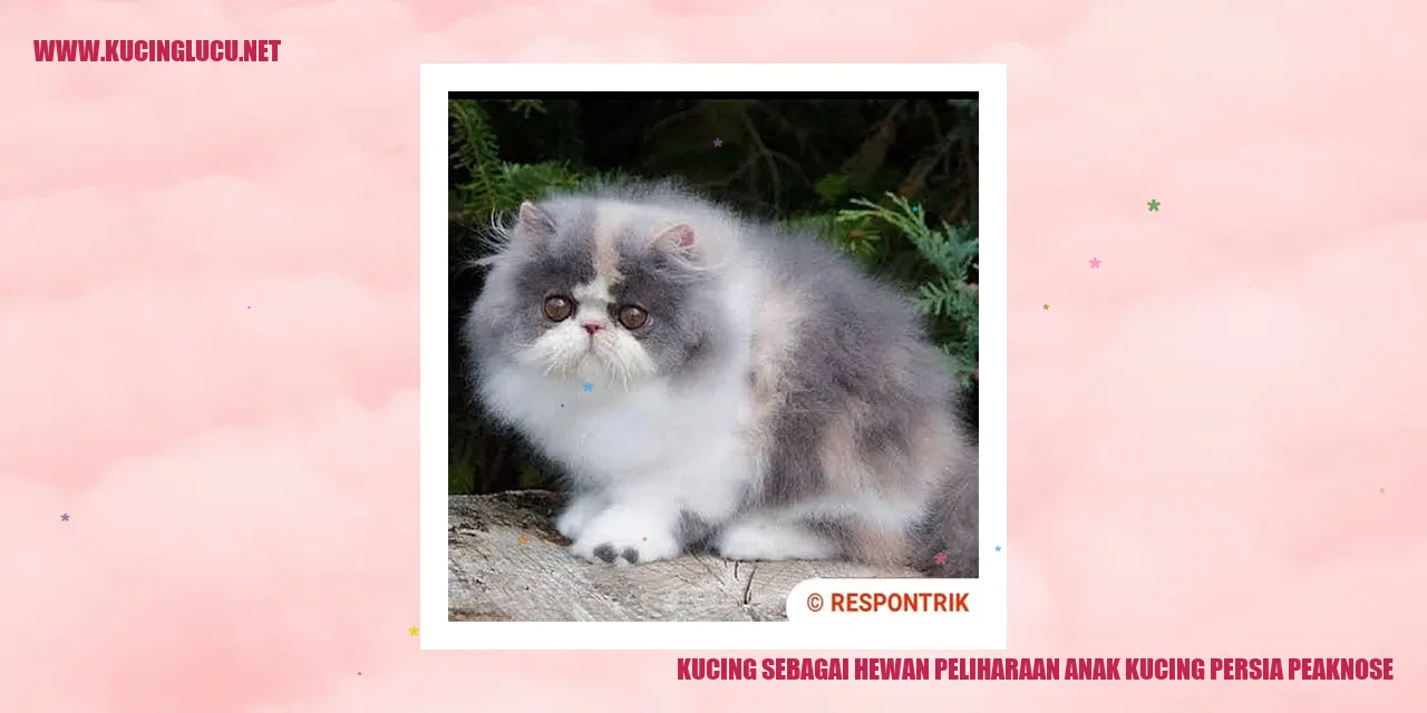 Anak kucing persia peaknose