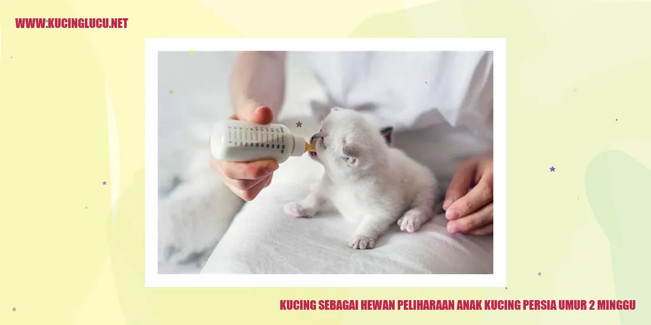 Gambar anak kucing Persia 2 minggu