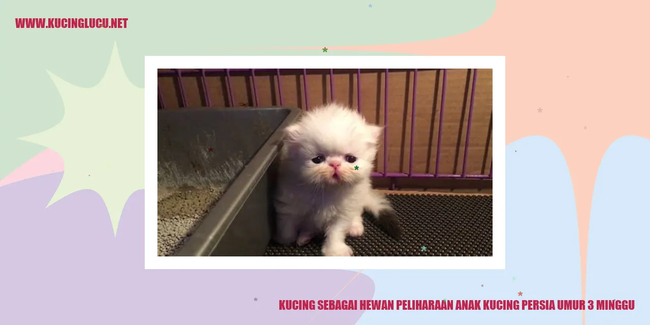 Foto Anak Kucing Persia