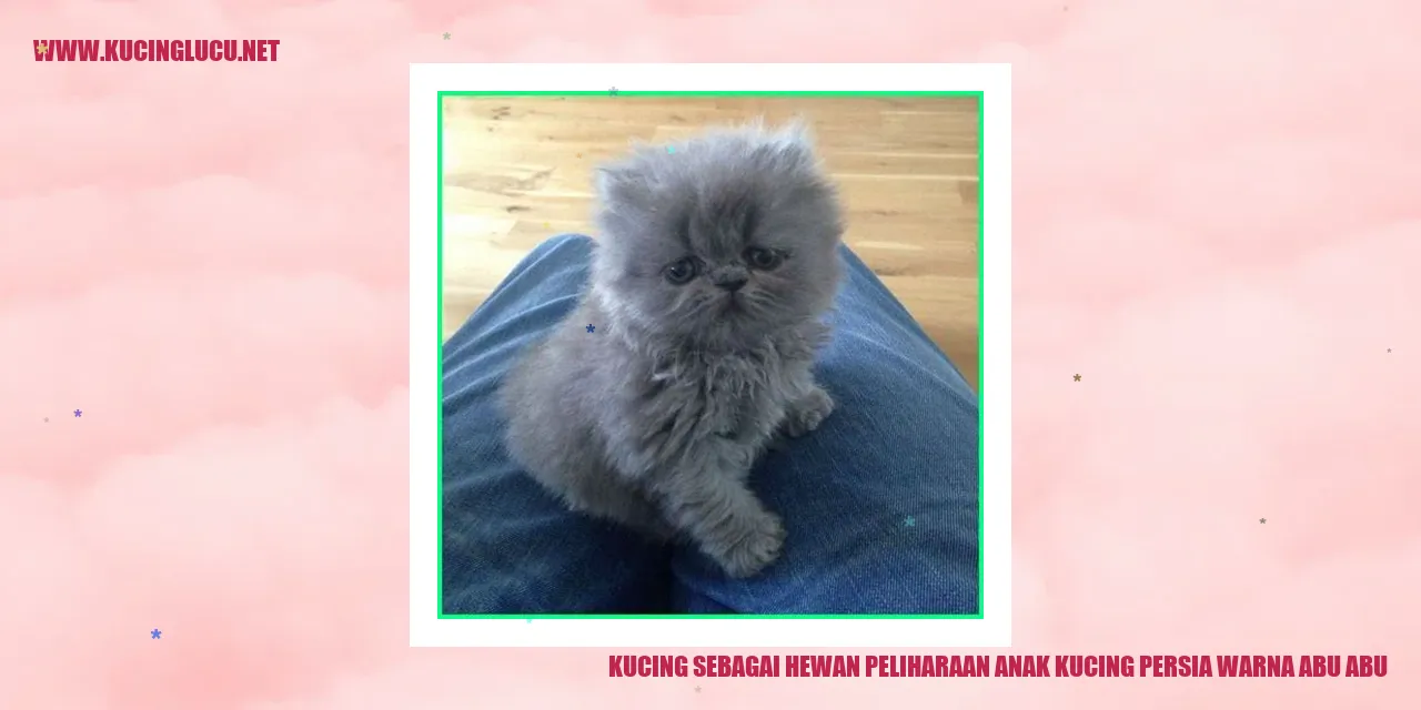 Anak kucing persia warna abu-abu yang menggemaskan