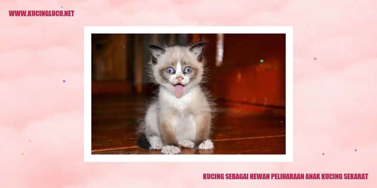 Anak kucing sekarat