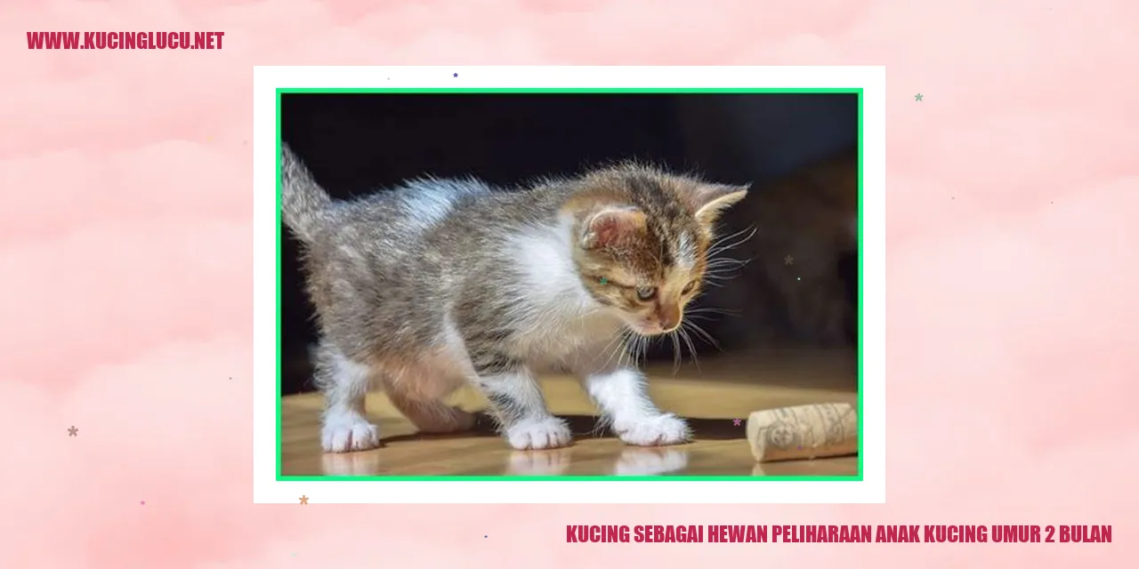 Foto Anak Kucing Umur 2 Bulan