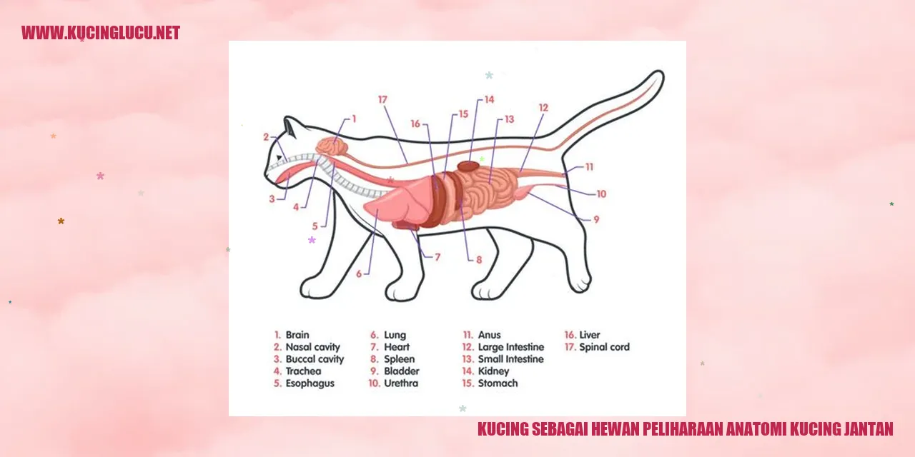 Kucing Jantan