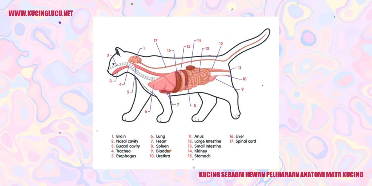 Anatomi Mata Kucing