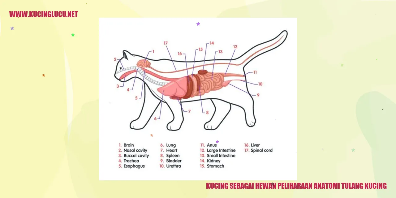 Kucing sebagai Hewan Peliharaan Anatomi Tulang Kucing