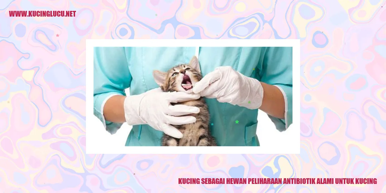 Kucing sebagai Hewan Peliharaan antibiotik alami untuk kucing