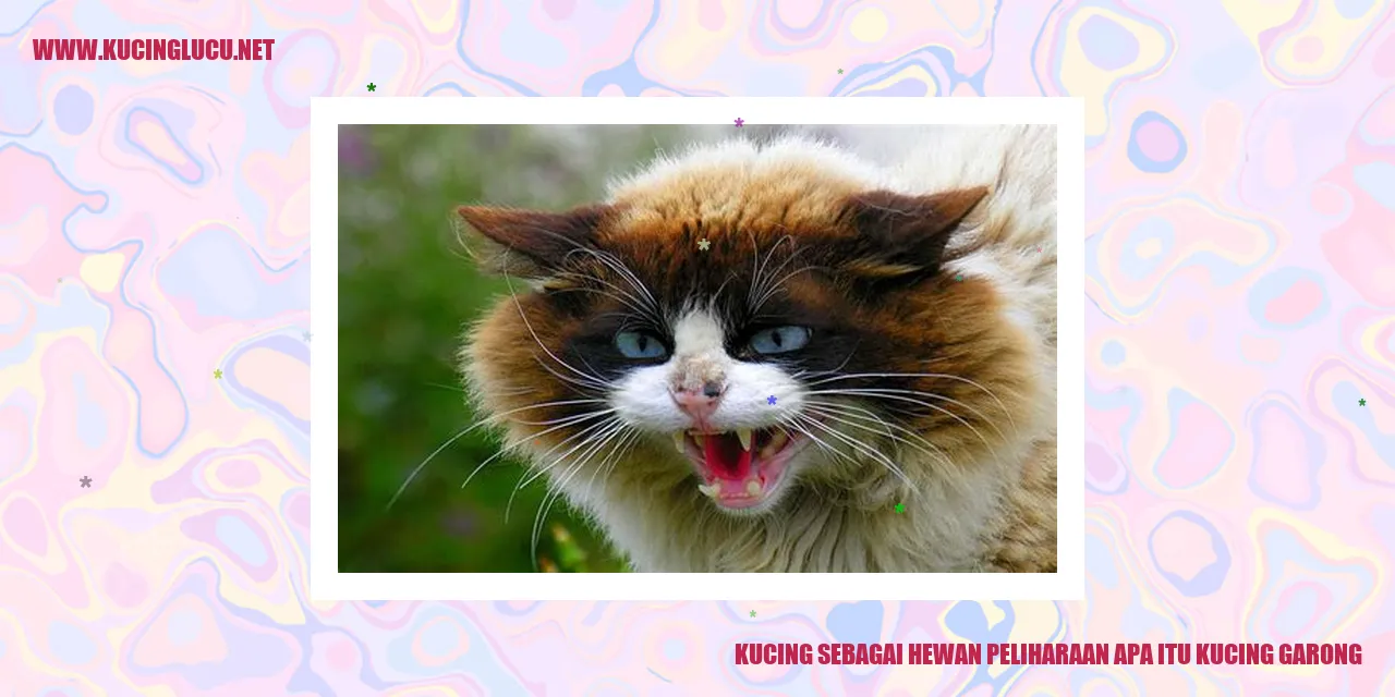 Kucing sebagai Hewan Peliharaan apa itu kucing garong