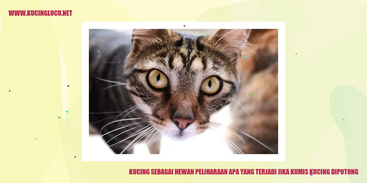 Kucing dengan Kumis yang Hilang
