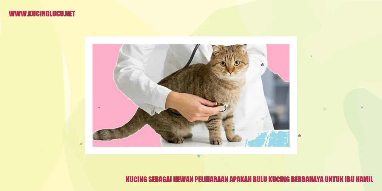 Kucing sebagai Hewan Peliharaan apakah bulu kucing berbahaya untuk ibu hamil