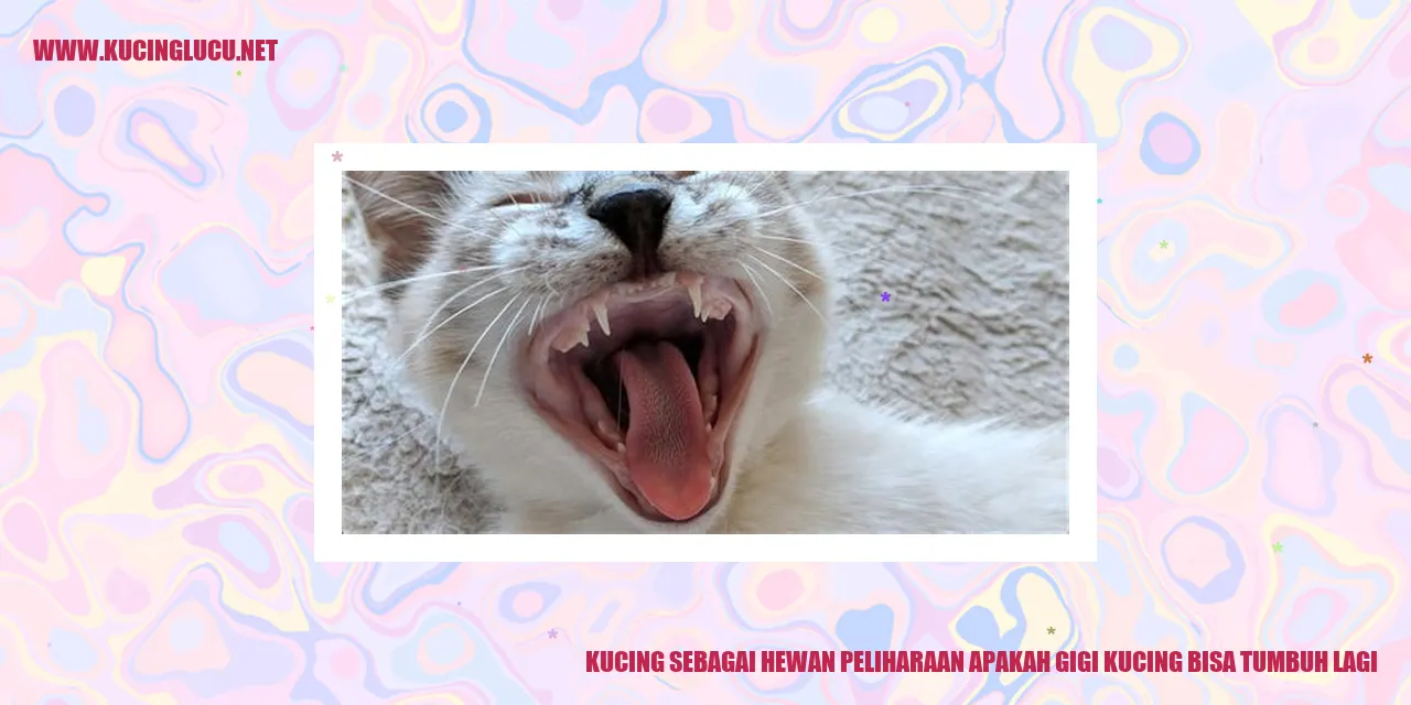 Gambar kucing
