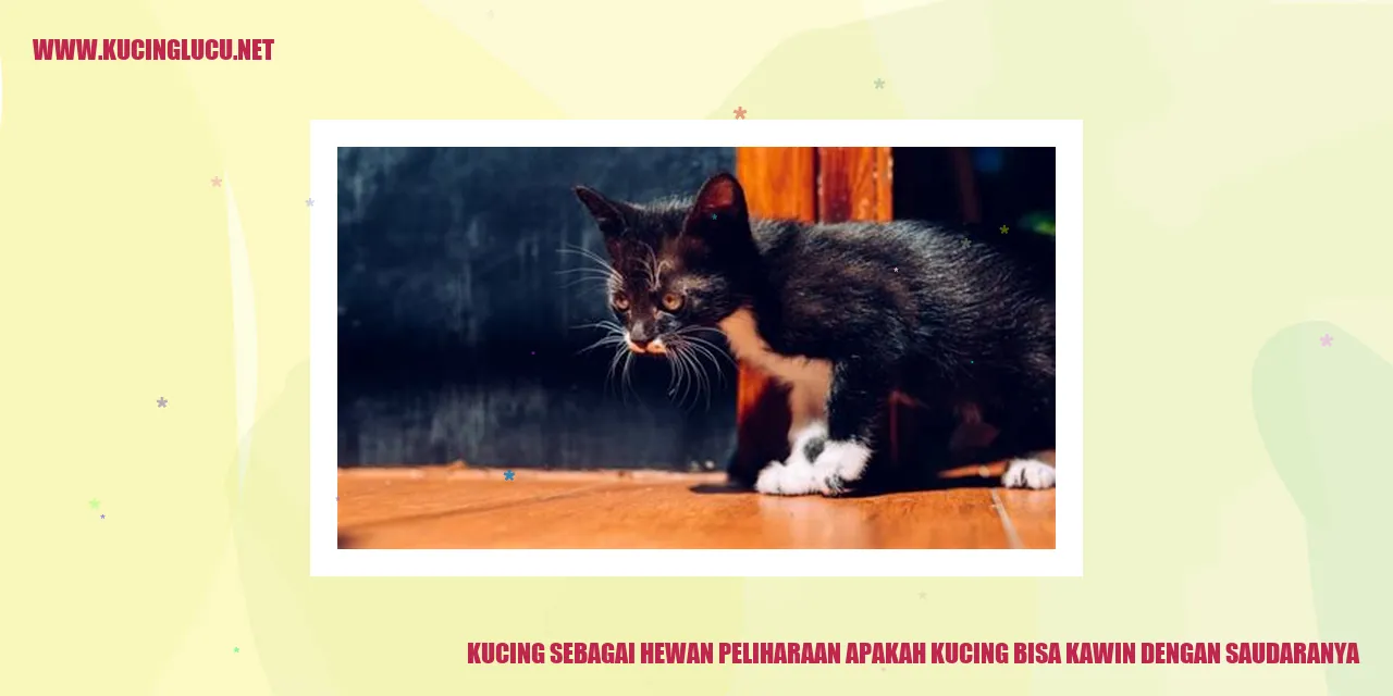 Kucing Hewan Peliharaan