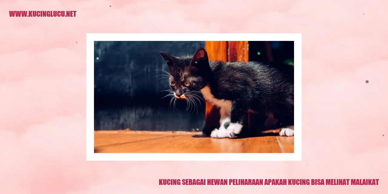 Kucing
