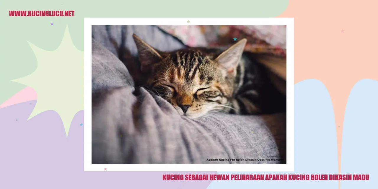Kucing dan Madu