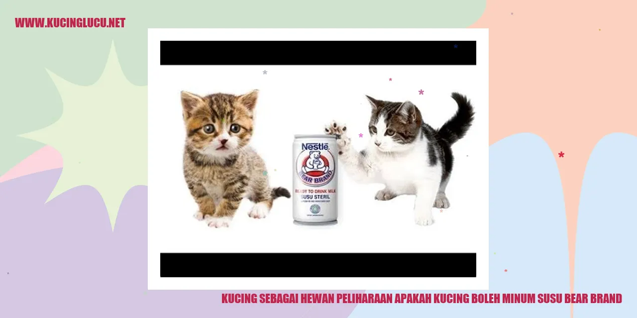 Kucing