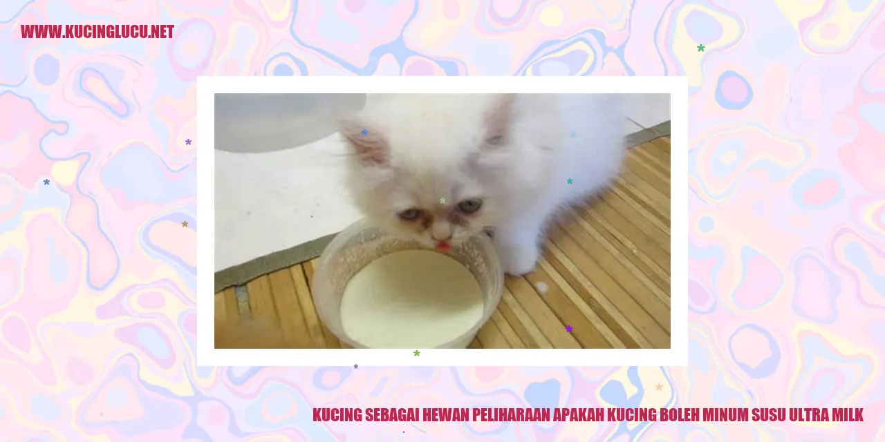 Kucing sedang minum susu