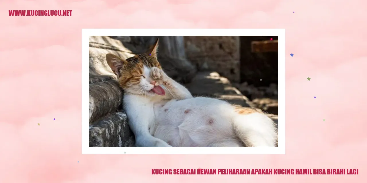 Gambar Kucing
