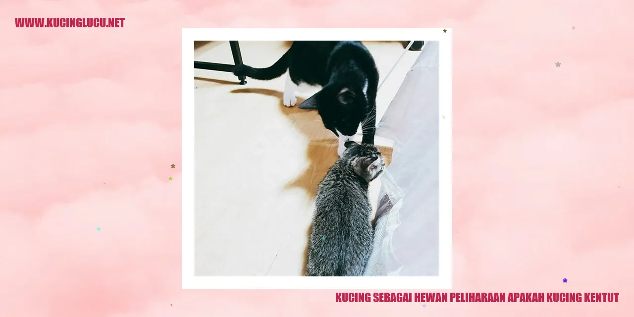 Kucing yang Mengeluarkan Gas