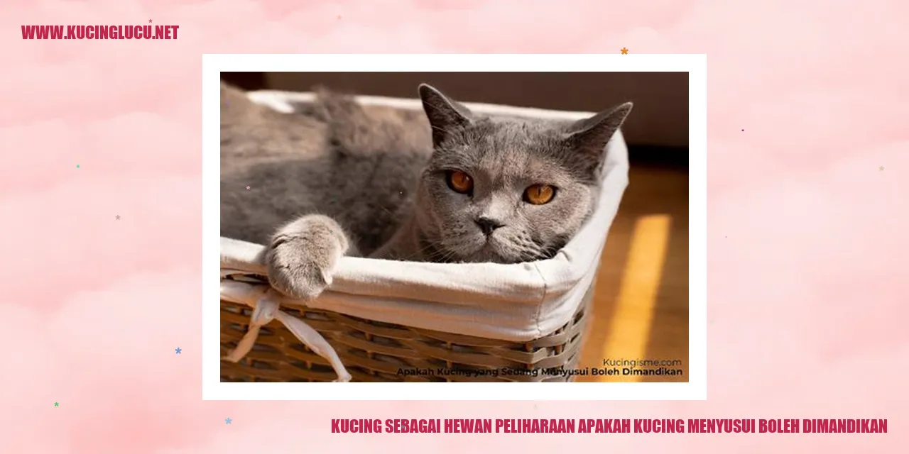 Kucing menyusui dan mandi