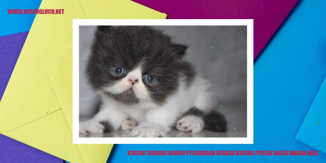Kucing Persia