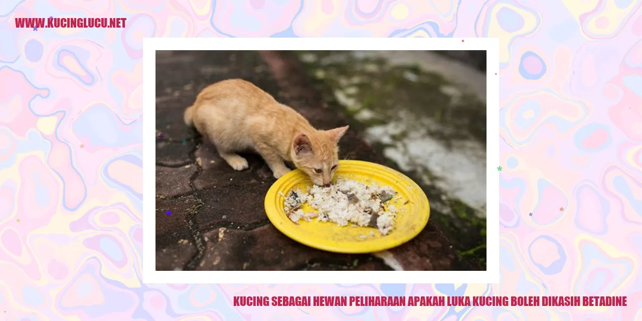 Kucing dengan luka