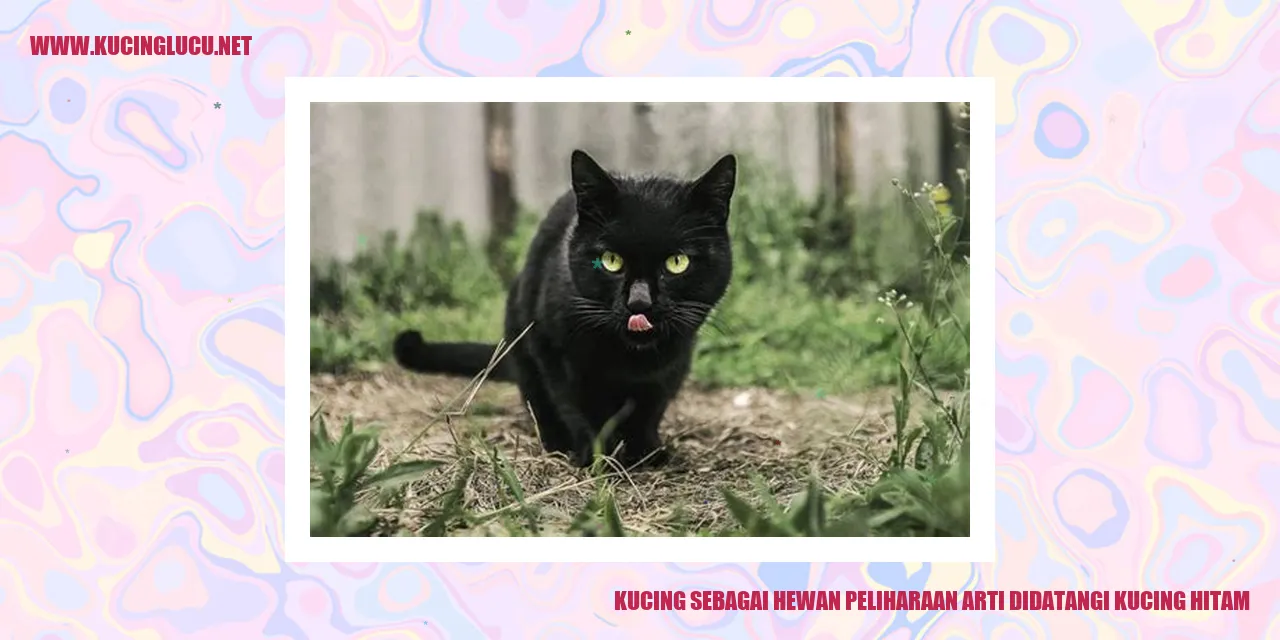Kucing Peliharaan