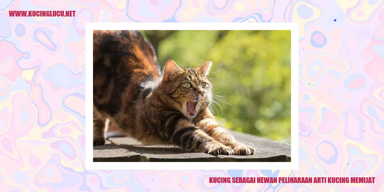 Kucing memijat