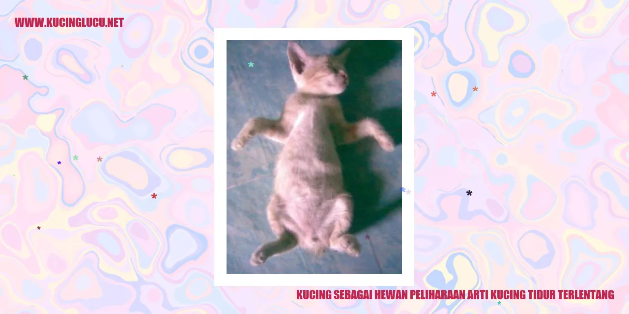 Posisi Tidur Terlentang Kucing