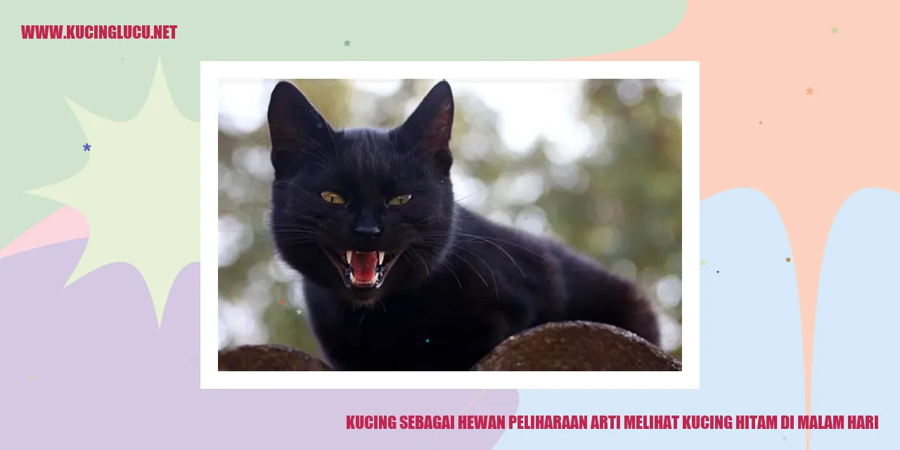 gambar kucing hitam