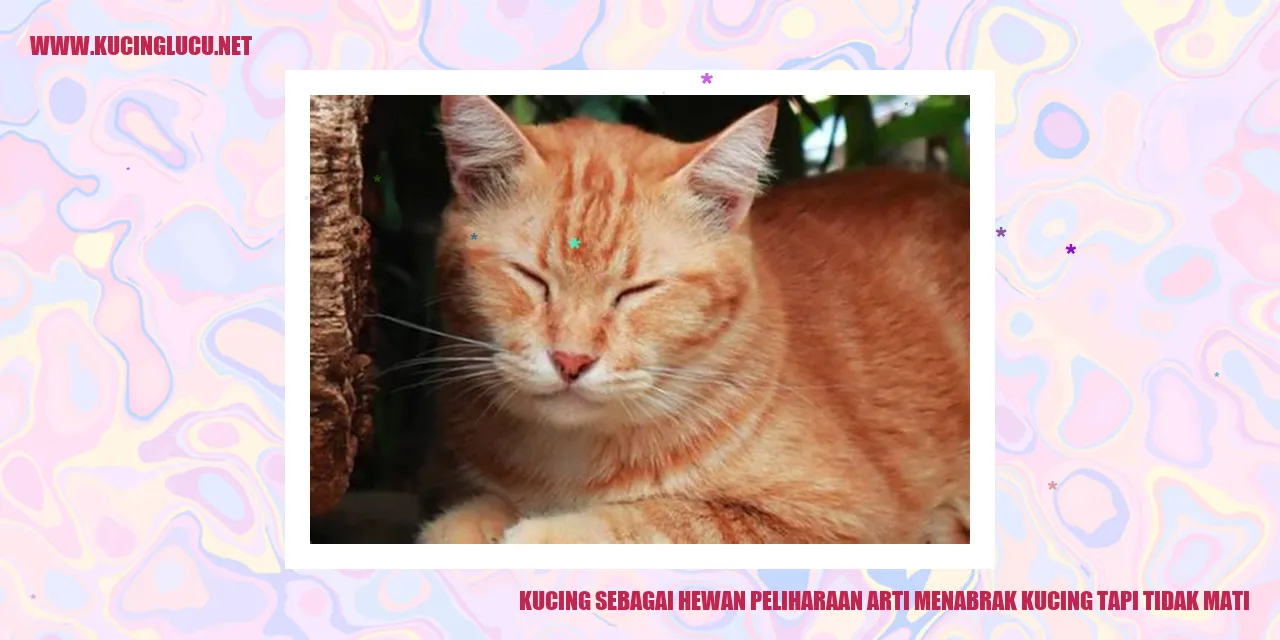 Gambar Kucing Peliharaan