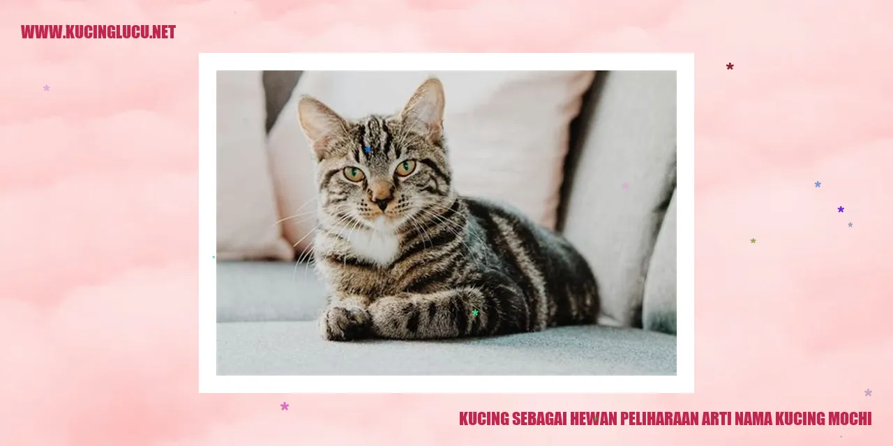 Gambar Kucing Mochi