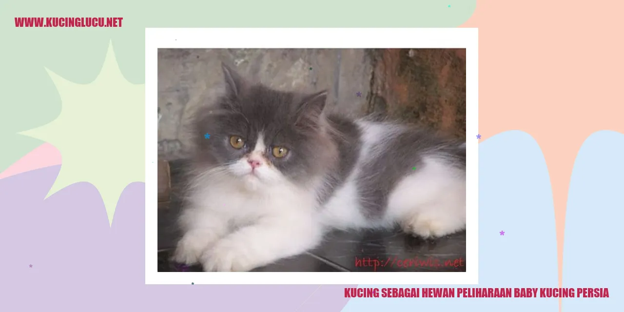 Baby Kucing Persia