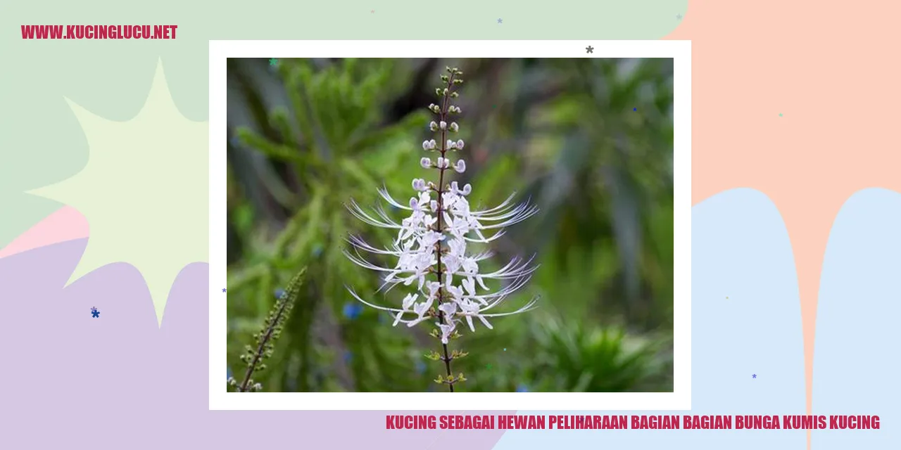 Kucing dan Keunikan Bunga Kumis