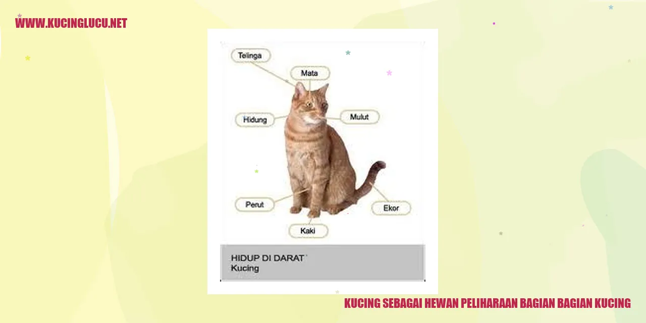 Kucing sebagai Hewan Peliharaan bagian bagian kucing