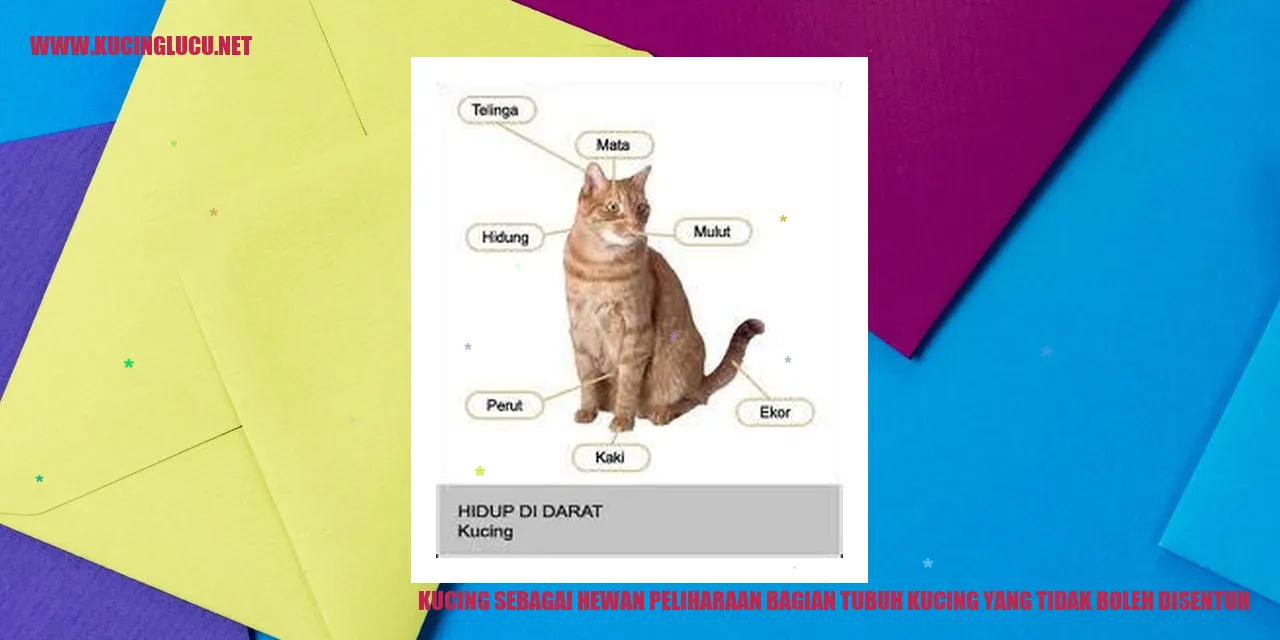 Kucing sebagai Hewan Peliharaan bagian tubuh kucing yang tidak boleh disentuh