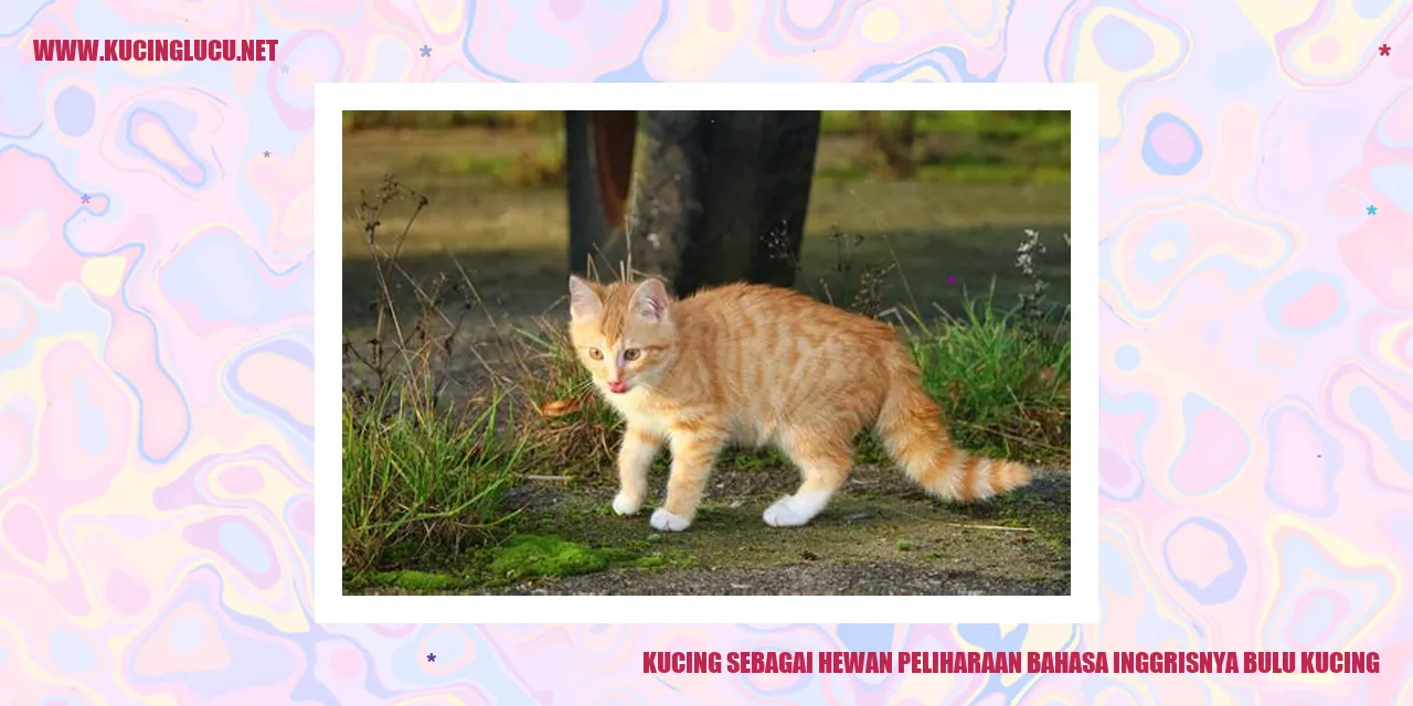 Bulu kucing