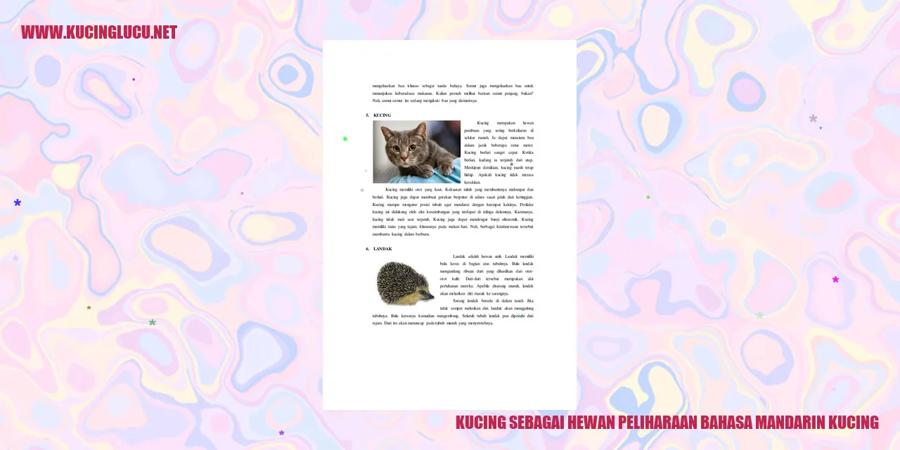 gambar kucing