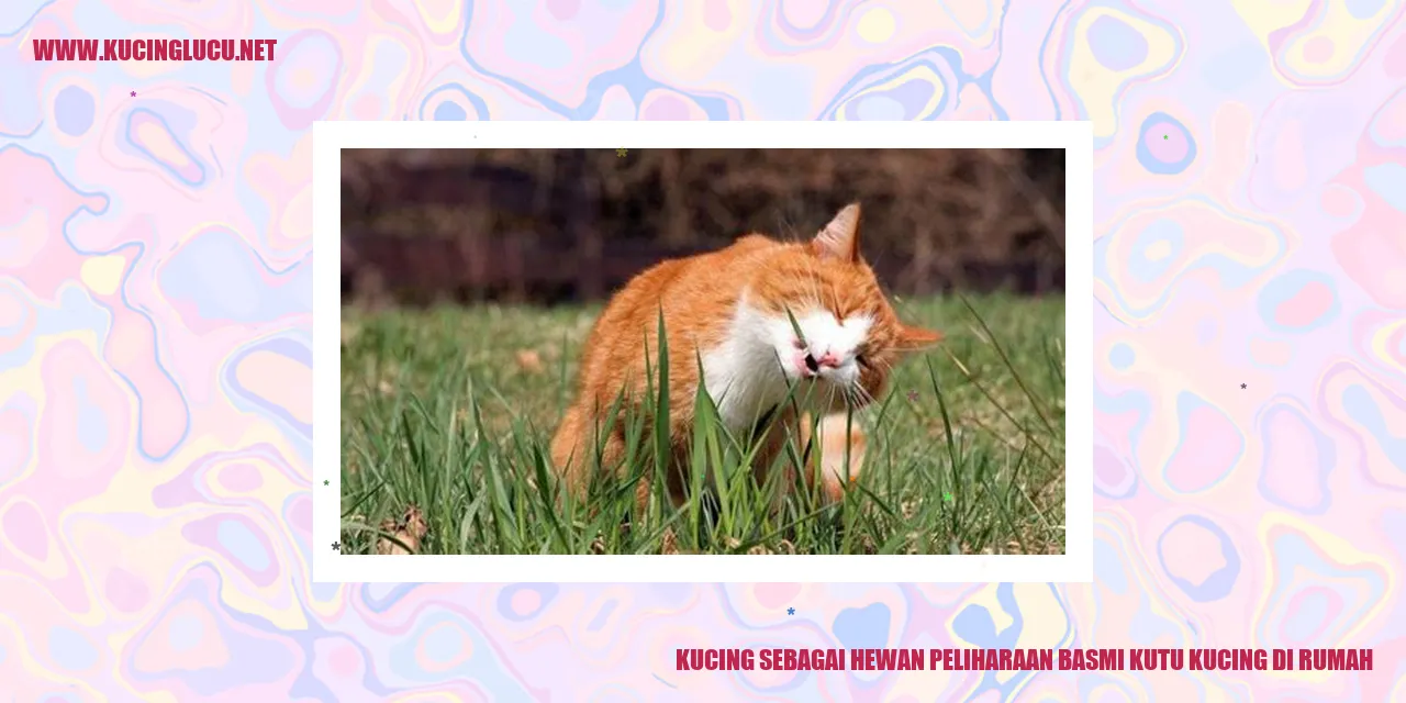 Kucing menghalau kutu kucing