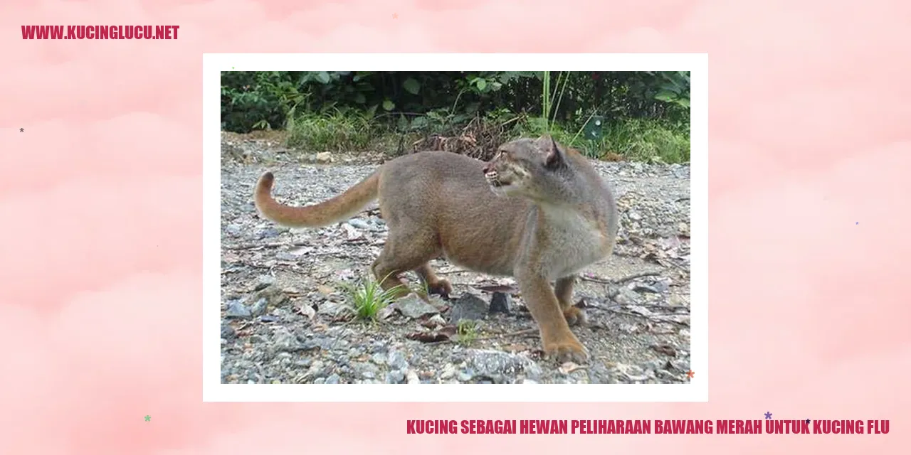 Gambar kucing yang lucu